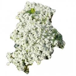 Nasiona Żagwin pnący biały szt.5 N644