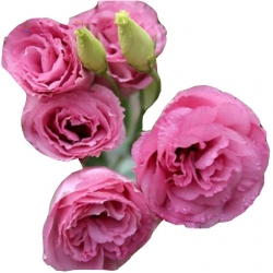 Nasiona Eustoma goryczkowa różowa szt.5 N651