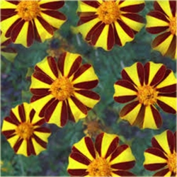 Nasiona Nagietek paskowany czerw-żół szt.5 Nxx497