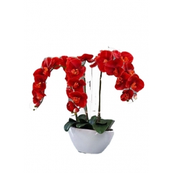 Nasiona Orchidea krwistoczerwona szt.5 N329