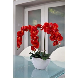 Nasiona Orchidea krwistoczerwona szt.5 Nxx329