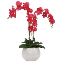 Nasiona Orchidea krwistoczerwona szt.5 Nxx329