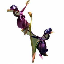 Nasiona Orchidea Latająca kaczka szt.5 N313