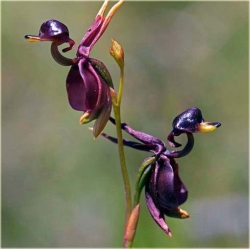 Nasiona Orchidea Latająca szt.5 Nxx313