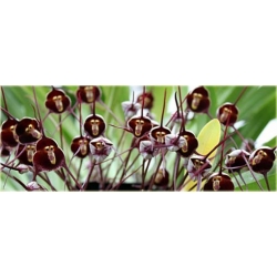Nasiona Orchidea Twarz Małpy szt.5 Nxx250
