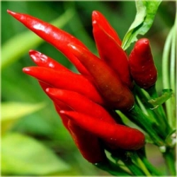 Nasiona Papryka czerwona Havana  szt.5 Nxx333