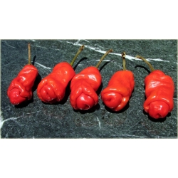 Nasiona Papryka Chili Penis szt.5 Nxx20