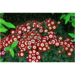 Nasiona Pericallis hybrida czerwony szt.5 Nxx486