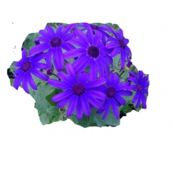 Nasiona Pericallis hybrida niebieski szt.5 N485