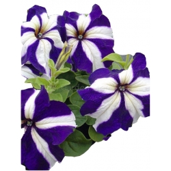 Nasiona Petunia niebiesko-biała Morning Glory szt.10 N608