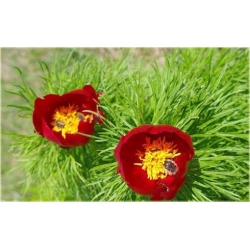 Nasiona Piwonia Tenuifolia czerwona szt.3 Nxx119