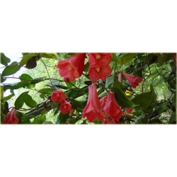 Nasiona Plątawa różowa szt.5 Nxx465
