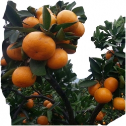 Nasiona Pomarańcza chińska słodka szt.5 N136