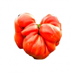 Nasiona Pomidor Gigant czerwony szt.5 N261