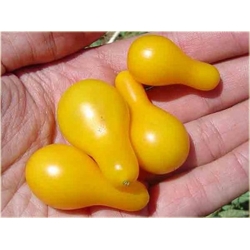 Nasiona Pomidor żółty gruszka szt.10 Nxx140