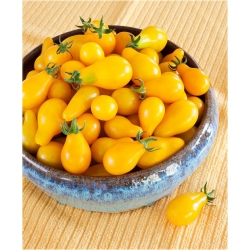 Nasiona Pomidor żółty gruszka szt.10 Nxx140