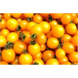 Nasiona Pomidor żółty koktajlowy szt.5 Nxx139