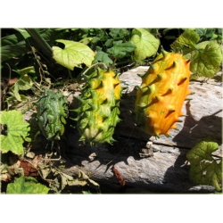 Nasiona Melon Rogaty, Melon Rogaty, Kiwano Cucumis metulifer