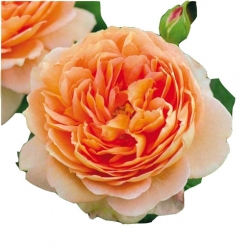 Nasiona Róża angielska pomarańczowa szt.5 N232