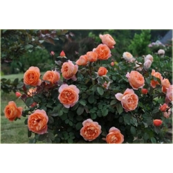 Nasiona Róża angielska pomarańcz szt.5 Nxx232