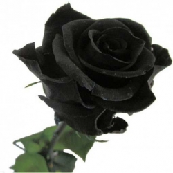 Nasiona Róża chińska czarna szt.5 N260