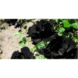 Nasiona Róża chińska czarna szt.5 Nxx260