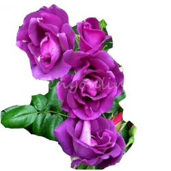 Nasiona Róża pnąca fioletowa szt.5 N98