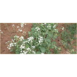 Nasiona Rzodkiewka biała bez GMO szt.10 Nxx574