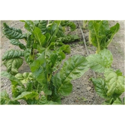 Nasiona Szpinak warzywny szt.10 Nxx508