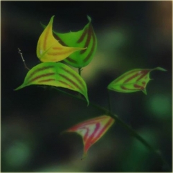 Nasiona Trawa nietoperza zielona szt.5 Nxx589