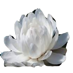 Nasiona Wiktoria królewska lilia szt.2 N552