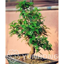 Nasiona Żółtodrzew chiński szt. 5 Nxx407