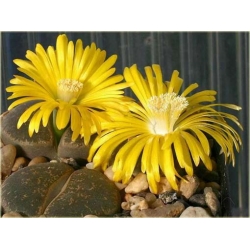 Nasiona Żywe kamienie żółty kwiat szt.5 Nxx286