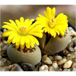 Nasiona Żywe kamienie żółty kwiat szt.5 Nxx286