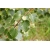 nasiona Brzoza omszona Betula pubescens szt5 Fore182