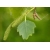 nasiona Brzoza omszona Betula pubescens szt5 Fore182