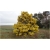 Nasiona Akacja baileyana żółta szt.5 Nxx100