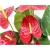 Nasiona Anturium czerwone szt.10 N403