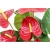 Nasiona Anturium czerwone szt.10 Nxx403