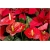 Nasiona Anturium czerwone szt.10 Nxx403