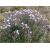 Nasiona Aster amerykański lawendowy szt.5 Nxx490