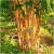 Nasiona Bambus złoty szt.5 Nxx154