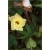 Nasiona Bawełna na plantację szt.3 Nxx615