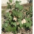 Nasiona Bawełna na plantację szt.3 Nxx615