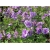 Nasiona Bodziszek pełny fioletowy szt.5 Nxx102