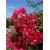 Nasiona Bugenwilla czerwona pnącze szt.3 Nxx567