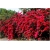 Nasiona Bugenwilla czerwona pnącze szt.3 Nxx567