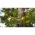 nasiona Karagana syberyjska Caragana arborescens szt5 Fore183