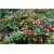 Nasiona Papryka Tęcza szt.5 Nxx18