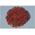 Nasiona Chryzantema czerwona szt.5 Nxx618